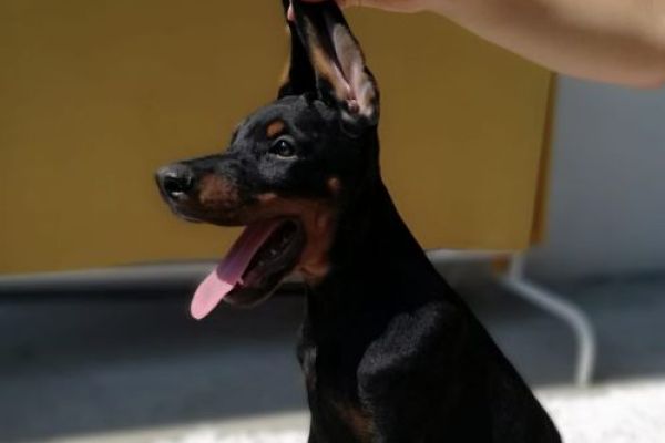 Dobermann cuccioli in vendita dobermanncuccioliinvendita1234.jpg