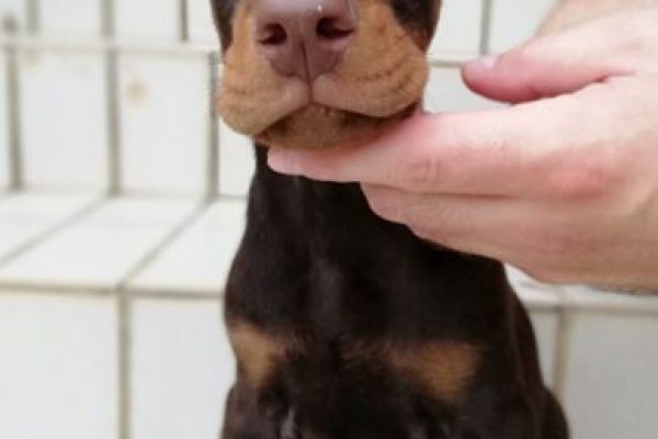 Dobermann cuccioli in vendita dobermanncuccioliinvendita12345.jpg