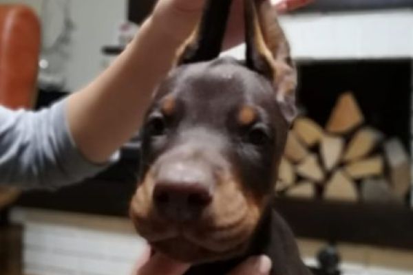 Dobermann cuccioli in vendita dobermanncuccioliinvendita123456.jpg