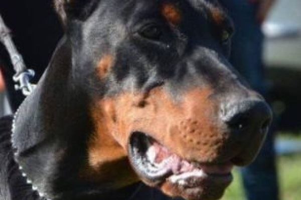 Dobermann cuccioli in vendita dobermanncuccioliinvendita1234567.jpg