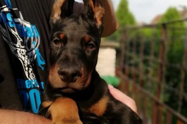 Dobermann cuccioli in vendita dobermanncuccioliinvendita12345678.jpg
