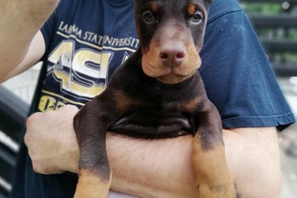 Dobermann cuccioli in vendita dobermanncuccioliinvendita123456789.jpg