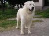 Pastore Maremmano Abruzzese 453397c.jpg