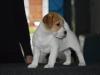 Cuccioli Jack Russell Terrier-Figli Diretti di Campioni 423072f.jpg