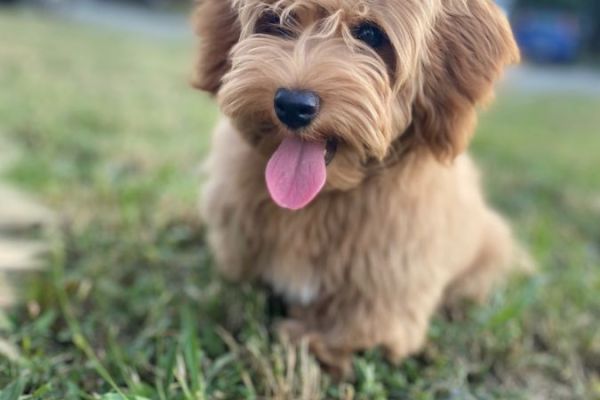 Bichon havanese maschio disponibile per la riproduzione bichonhavanesemaschiodisponibi.jpg