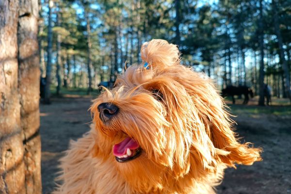 Bichon havanese maschio disponibile per la riproduzione bichonhavanesemaschiodisponibi12.jpg