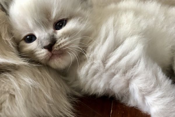Cuccioli di gatto Siberiano Neva Masquerade cucciolidigattosiberianonevama.jpeg