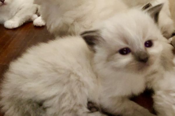 Cuccioli di gatto Siberiano Neva Masquerade cucciolidigattosiberianonevama1.jpeg