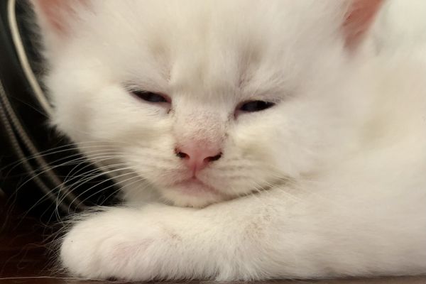 Cuccioli di gatto Siberiano Neva Masquerade cucciolidigattosiberianonevama12.jpeg