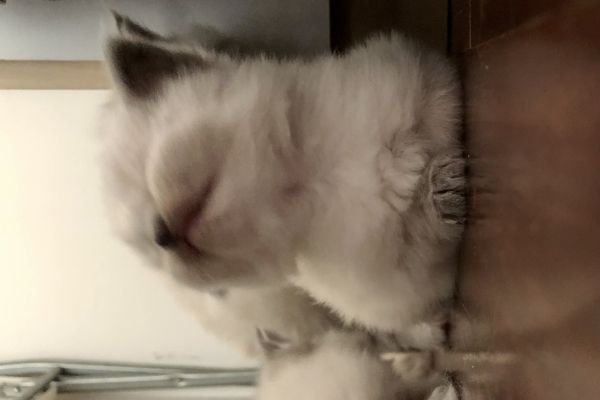 Cuccioli di gatto Siberiano Neva Masquerade cucciolidigattosiberianonevama1234.jpeg