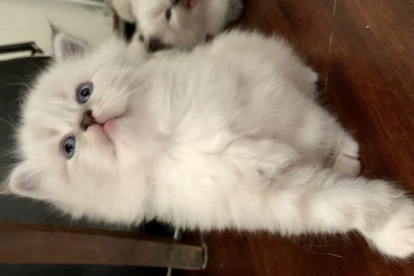 Cuccioli di gatto Siberiano Neva Masquerade cucciolidigattosiberianonevama12345.jpeg