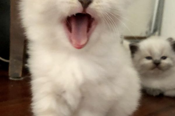 Cuccioli di gatto Siberiano Neva Masquerade cucciolidigattosiberianonevama123456.jpeg