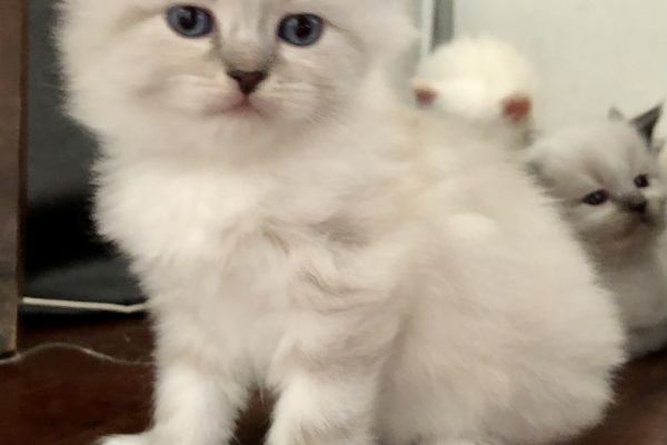 Cuccioli di gatto Siberiano Neva Masquerade cucciolidigattosiberianonevama1234567.jpeg