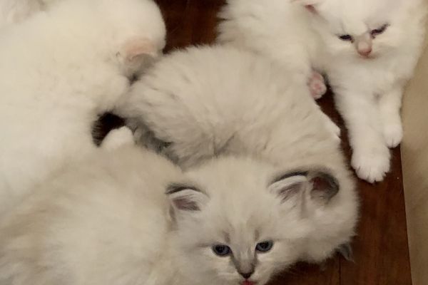 Cuccioli di gatto Siberiano Neva Masquerade cucciolidigattosiberianonevama12345678.jpeg