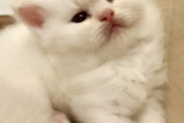 Cuccioli di gatto Siberiano Neva Masquerade cucciolidigattosiberianonevama123456789.jpeg
