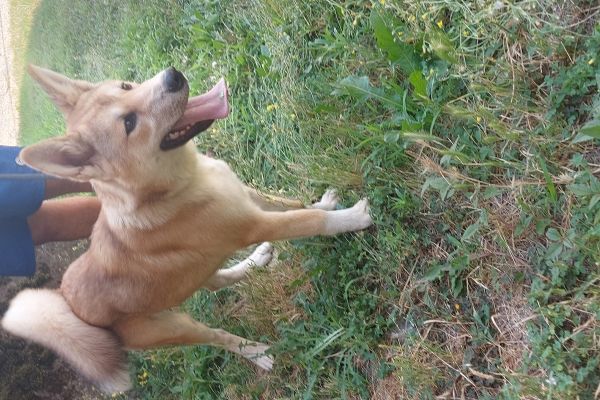 Akita inu akitainu.jpg
