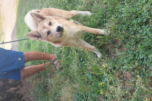 Akita inu akitainu1.jpg