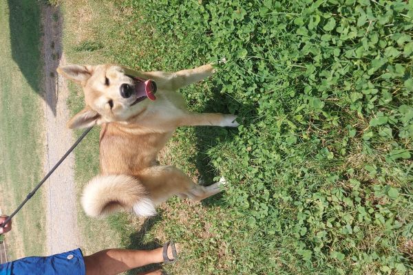 Akita inu akitainu12.jpg
