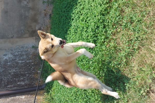 Akita inu akitainu123.jpg