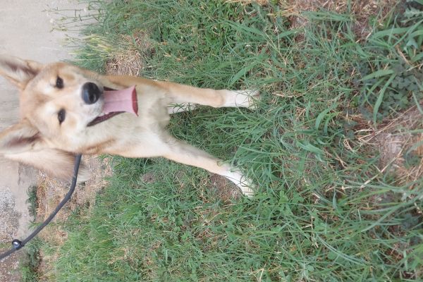 Akita inu akitainu1234.jpg