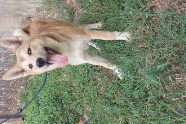Akita inu akitainu12345.jpg