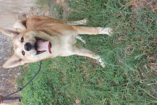 Akita inu akitainu123456.jpg
