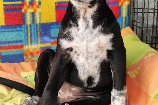 Titty cucciola di 2 mesi tittycuccioladi2mesi1.jpg