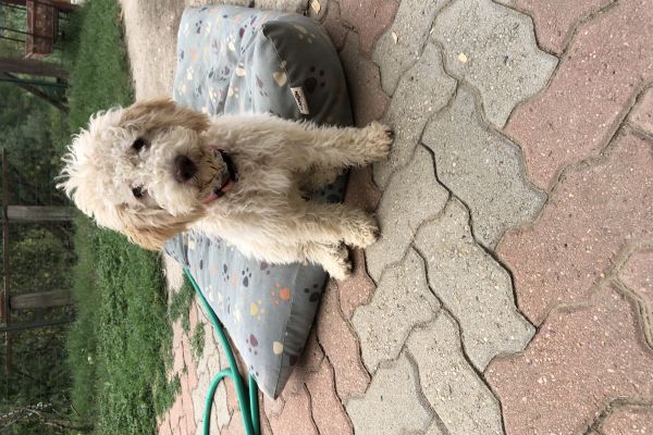 Cuccioli lagotto romagnolo cucciolilagottoromagnolo-6308ddcd8499a.jpeg