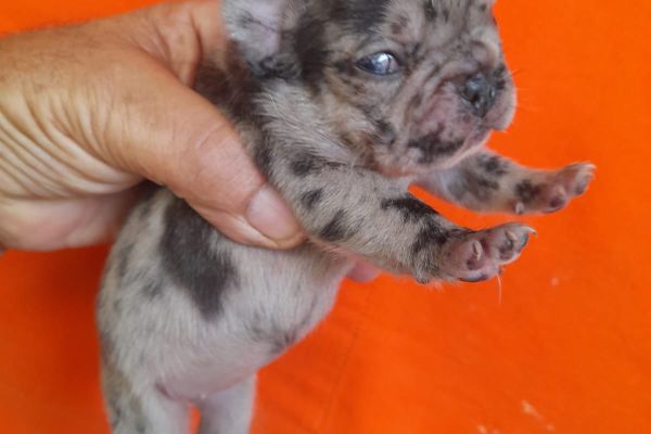 Bulldog francese exotici bulldogfranceseexotici.jpg