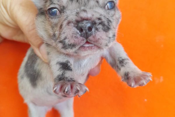 Bulldog francese exotici bulldogfranceseexotici12.jpg