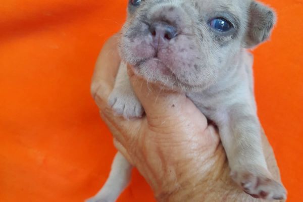 Bulldog francese exotici bulldogfranceseexotici123.jpg