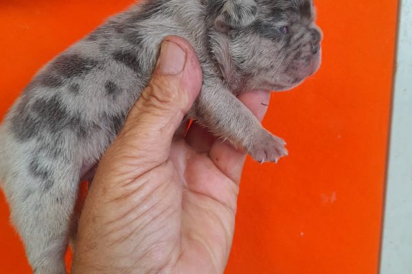 Bulldog francese exotici bulldogfranceseexotici1234.jpg