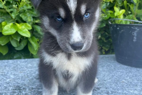 ALLEVAMENTO SIBERIAN HUSKY IN TICINO allevamentosiberianhuskyintici-689262511ce09.jpg
