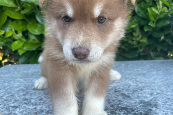 ALLEVAMENTO SIBERIAN HUSKY IN TICINO allevamentosiberianhuskyintici-68926251733fc.jpg