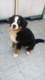 Bovaro del bernese con Pedigree BovarodelberneseconPedigree.jpg