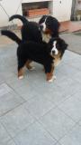 Bovaro del bernese con Pedigree BovarodelberneseconPedigree1.jpg