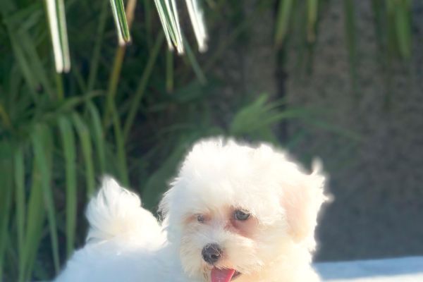 maltese maltese.jpg