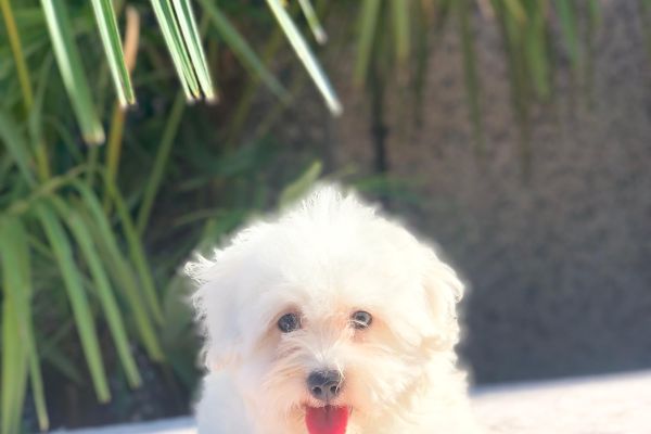 maltese maltese1.jpg