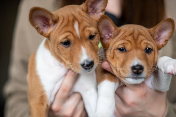 Basenji cuccioli in vendita basenjicuccioliinvendita.jpg