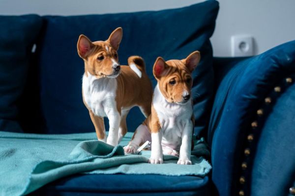 Basenji cuccioli in vendita basenjicuccioliinvendita1.jpg