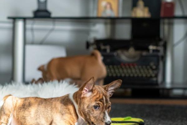 Basenji cuccioli in vendita basenjicuccioliinvendita12.jpg