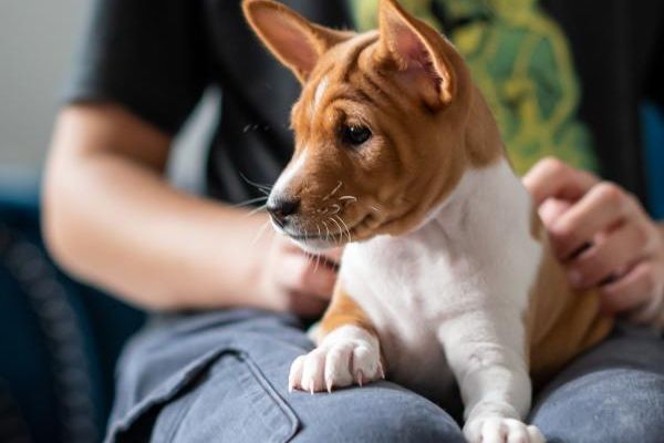 Basenji cuccioli in vendita basenjicuccioliinvendita123.jpg