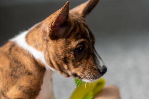 Basenji cuccioli in vendita basenjicuccioliinvendita1234.jpg