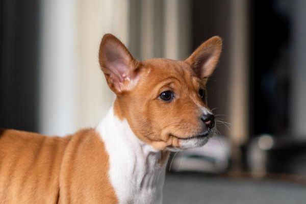 Basenji cuccioli in vendita basenjicuccioliinvendita123456.jpg