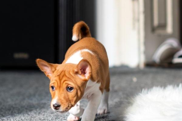 Basenji cuccioli in vendita basenjicuccioliinvendita1234567.jpg