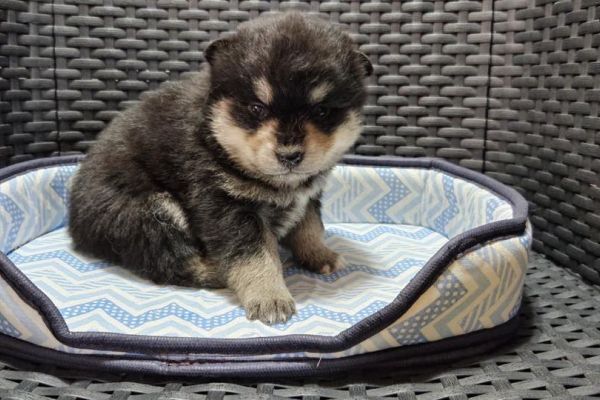 Pomsky cuccioli in vendita pomskycuccioliinvendita1234.jpg