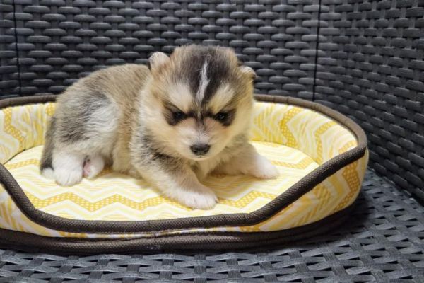 Pomsky cuccioli in vendita pomskycuccioliinvendita12345.jpg