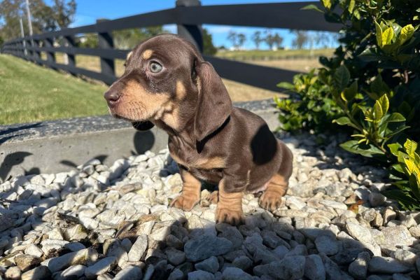 Cuccioli di bassotto nano pezzato cucciolidibassottonanopezzato.jpg