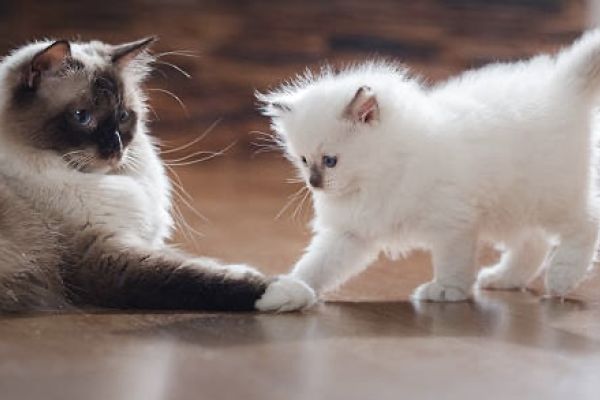 Ragdoll cucciolo con pedigree. ragdollcuccioloconpedigree-68809c4aec8e7.jpeg