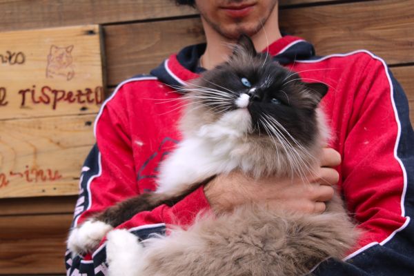 Ragdoll cucciolo con pedigree. ragdollcuccioloconpedigree-68aaad9242da2.jpeg